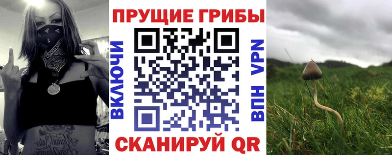 Купить  Шимановск  Псилоцибиновые грибы Psilocybe 
